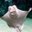 Cownose Ray Headshot Aquarium Animal Yearbook