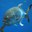 Crevalle Jack