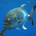 Crevalle Jack