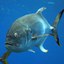 Crevalle Jack