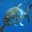 Crevalle Jack