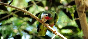 Cuban Amazon Parrot