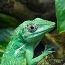Cuban Knight Anole
