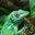Cuban Knight Anole