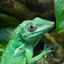 Cuban Knight Anole