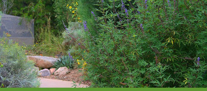 Curandera Garden Tours Banner