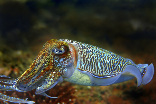 Cuttlefish Dreamstime Stock Image