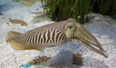 Cuttlefish Dreamstime Stock Image 2