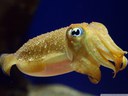 Cuttlefish Dreamstime Stock Image 3