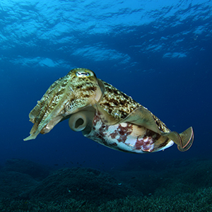 Cuttlefish Headshot Animal Yearbook