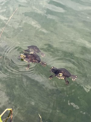 Three released Rio Grande cooters floating in the river, after initial release. Photo courtesy of Stacey Sekscienski