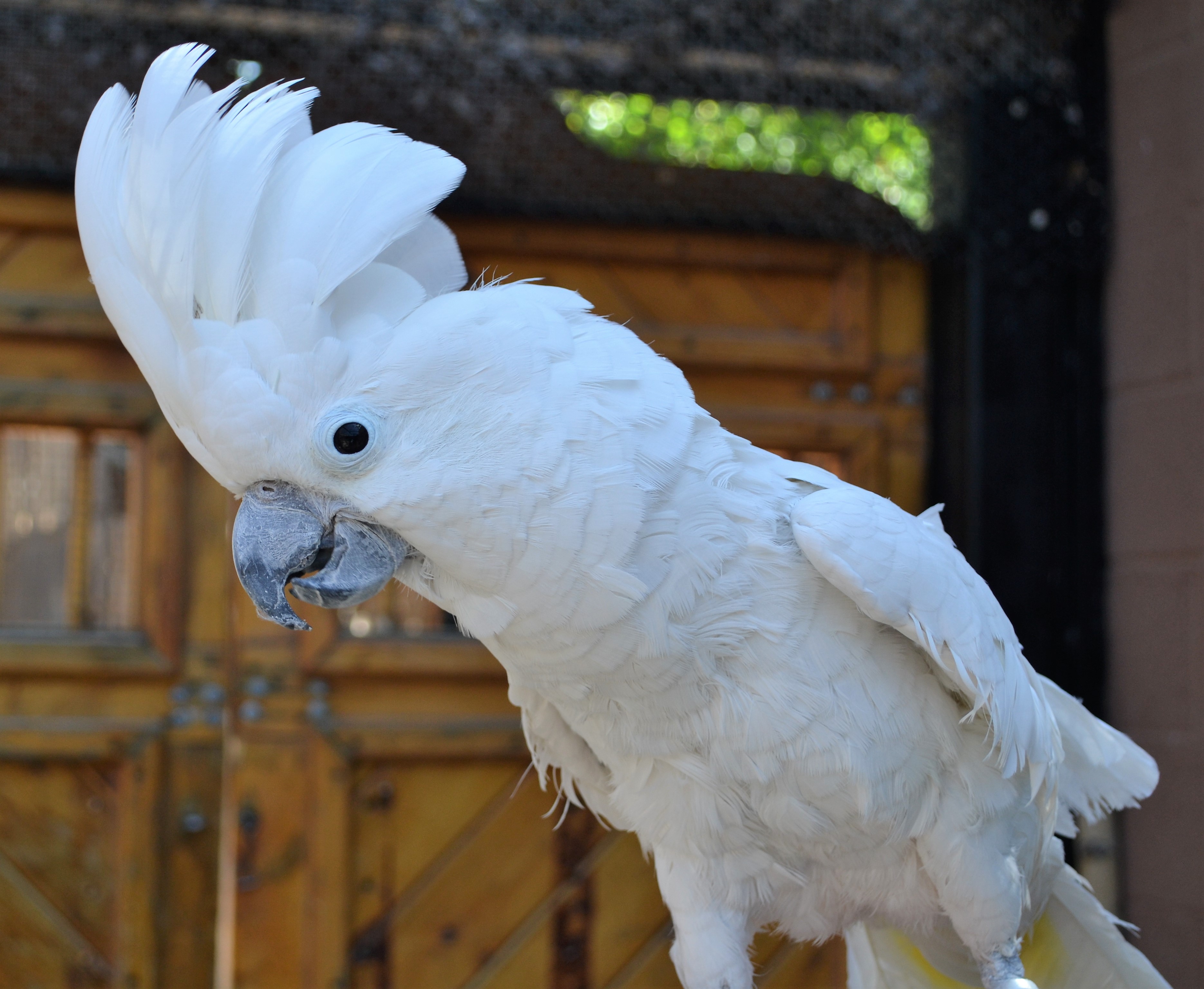 Cockatoo BioPark Connect Parrots