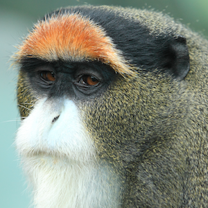 De Brazza's Monkey Headshot Animal Yearbook