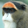 De Brazza's Monkey Headshot Animal Yearbook