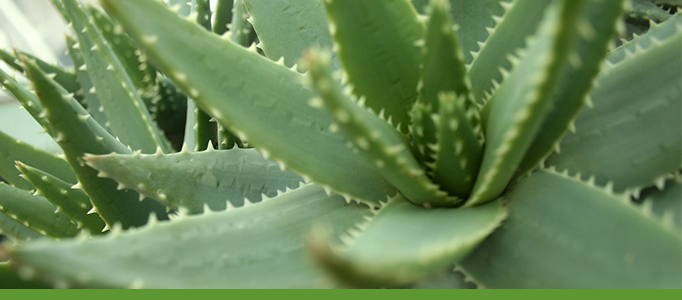 Desert Conservatory Banner, Botanic Garden