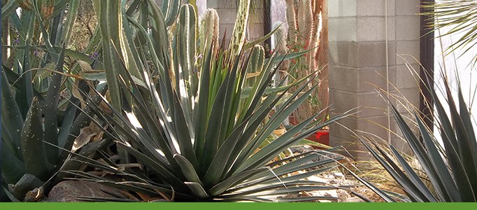 Desert Plants Tour Banner