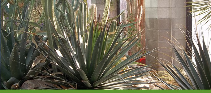 Desert Plants Tour Banner