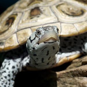 Diamondback Terrapin