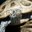 Diamondback Terrapin