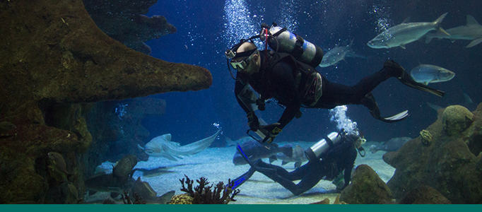 Diver in Aquarium Shark Tank - 2015