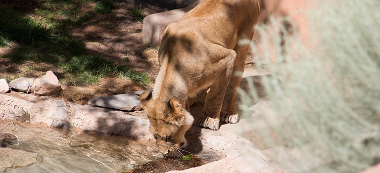 dixie-lion-abq-biopark-water