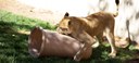 Dixie Lion Playing