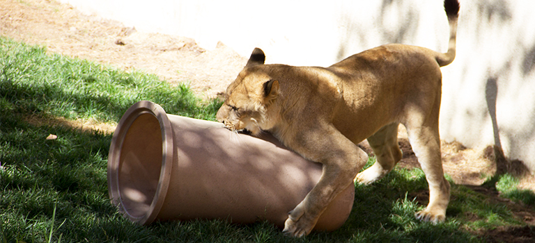 Dixie Lion Playing