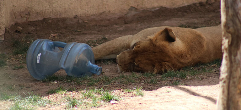 dixie-lion-biopark-enrichment