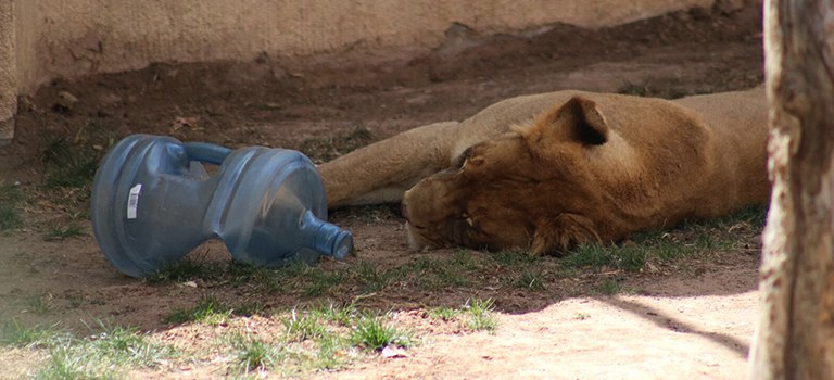 Dixie the Lion Water Cooler Jug