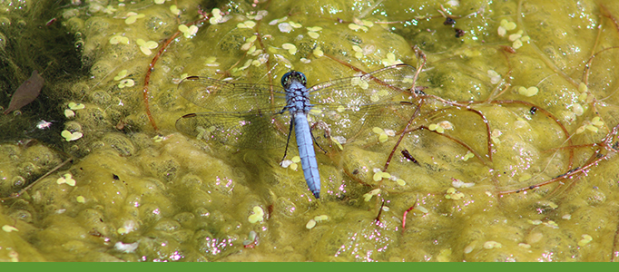 Dragonflies and Damselflies Tour Banner