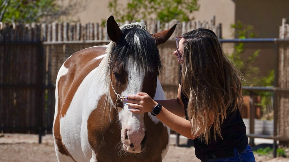 An animal care team member holds the nose of a brown and white paint horse as she leans in affectionately
