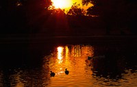 Birds swim at Tingley Beach during sunset. Photo courtesy of Alex MC Tran.