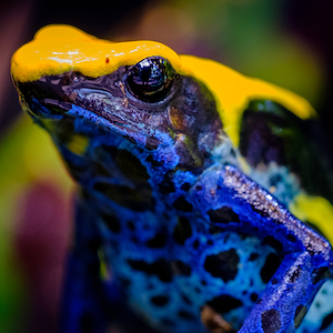 Dyeing Poison Dart Frog Headshot Animal Yearbook