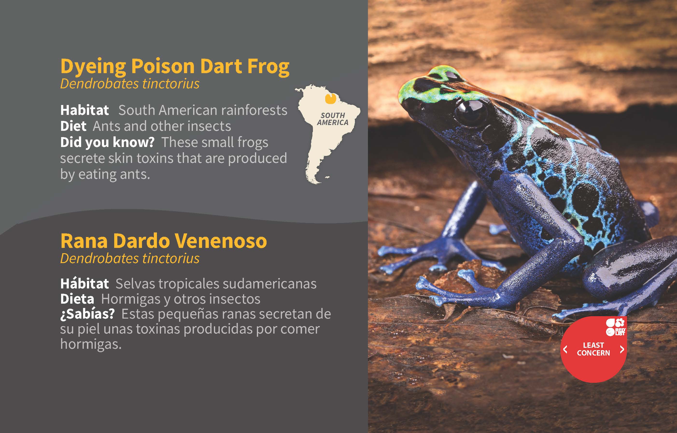 Dyeing Poison Dart Frog ID 2020