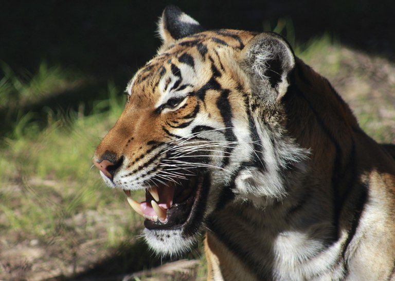 A headshot of a Malayan tiger from the left side with a background of grass on a sunny day. Her mouth is open, showing off her lower canines