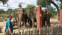 Elephant Herd with Rhonda BioPark Connect