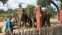 Elephant Herd with Rhonda BioPark Connect