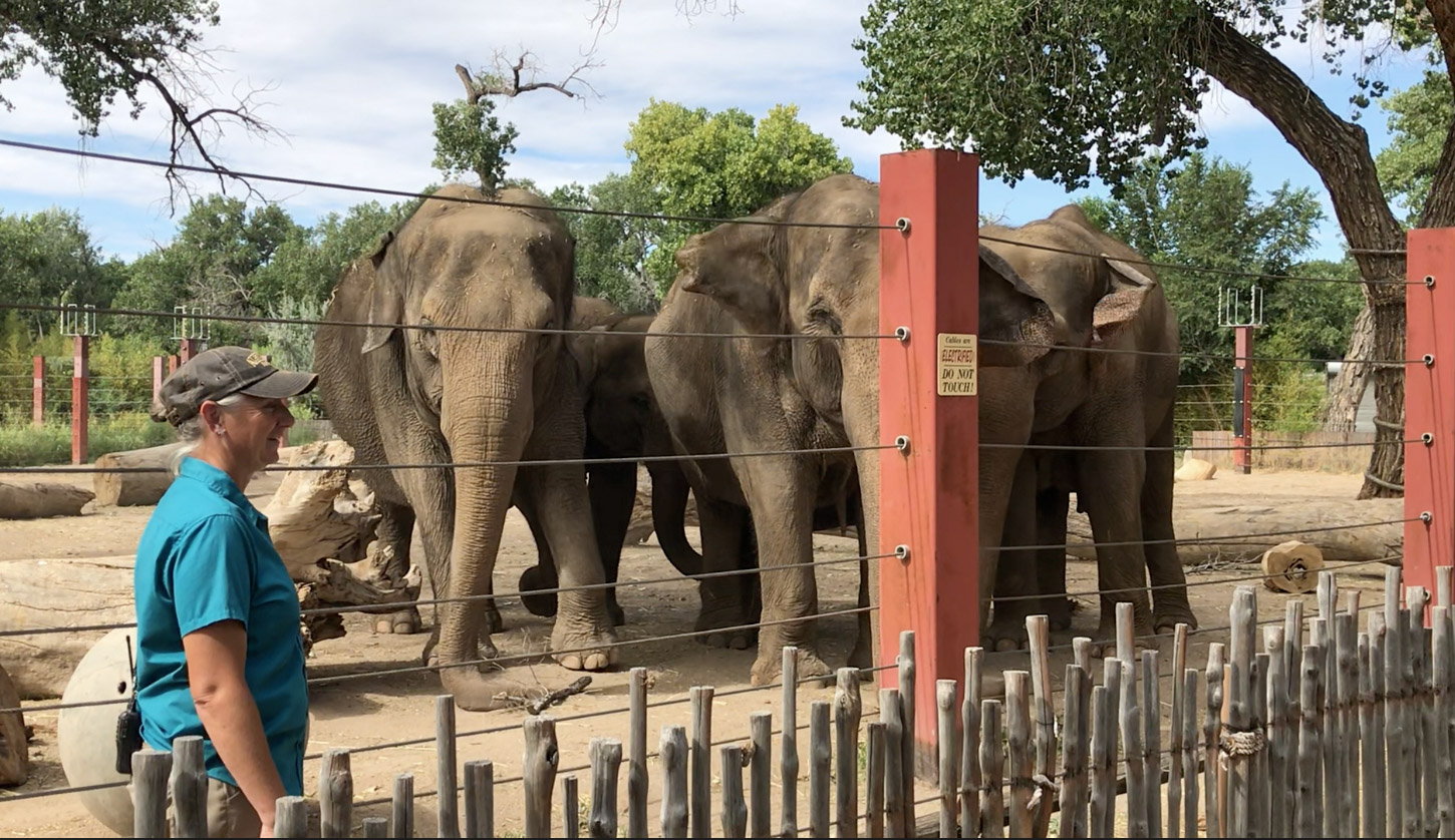 Elephant Herd with Rhonda BioPark Connect