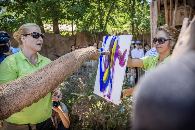 Elephant Painting Enrichment