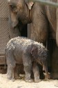 elephant calf