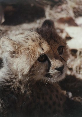 Cheetah Esperanza