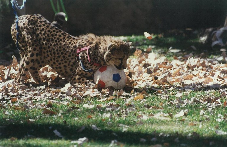 Esperanza cheetah