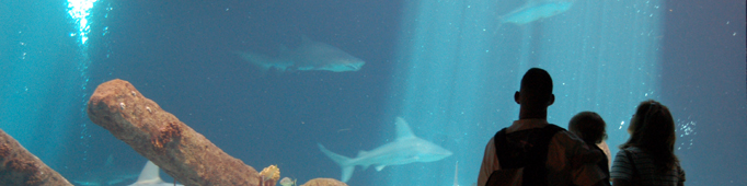 Family at Shark Tank