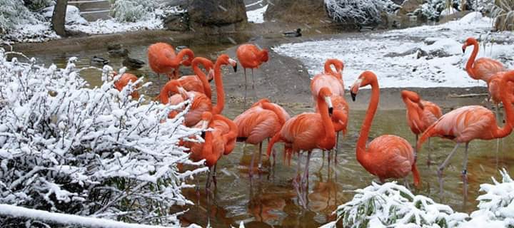 Flamingos in snow