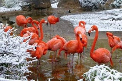 A flock of pink flamingos standing in water surrounded by snow covered trees.
