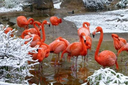 Flamingos in the Snow (taller)