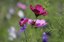 Flowers in Bloom at the Botanic Garden