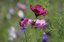 Flowers in Bloom at the Botanic Garden