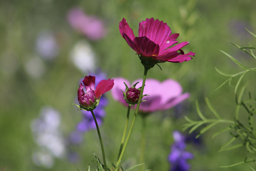 Flowers in Bloom at the Botanic Garden