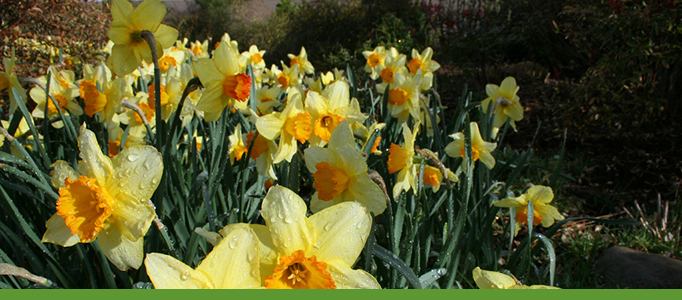 Flowers in Bloom Banner, daffodils